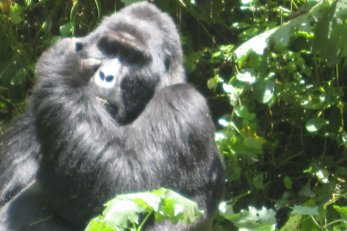 3 Days Primate Gorilla Trekking Safari to Bwindi Impenetrable National Park 